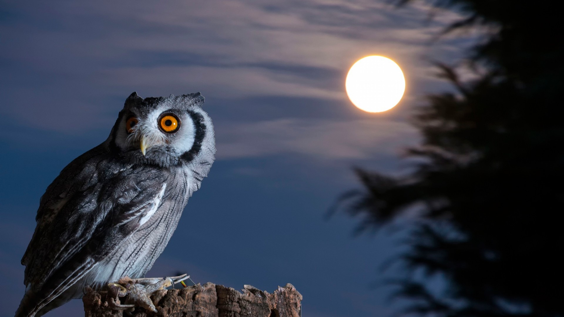 night owl definition